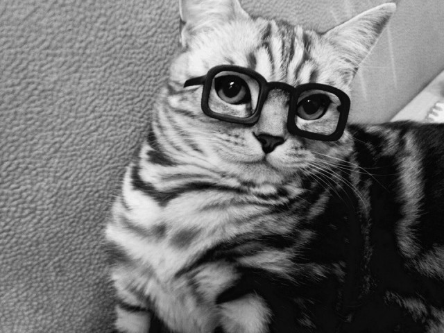 Коты из сети