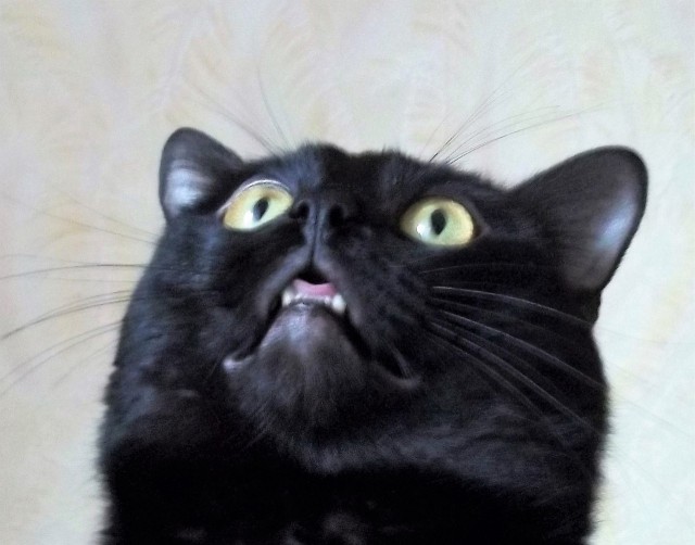 Коты и Кошки