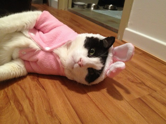 Коты и Кошки
