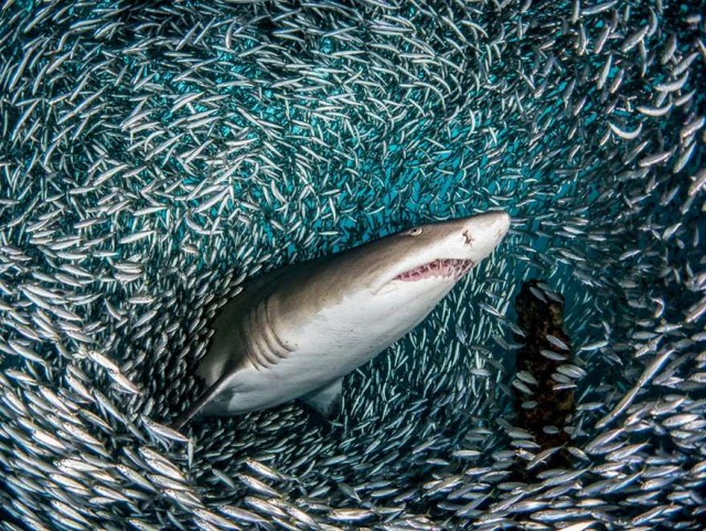 Живность из сети