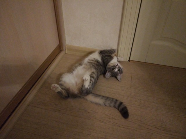 Коты и Кошки
