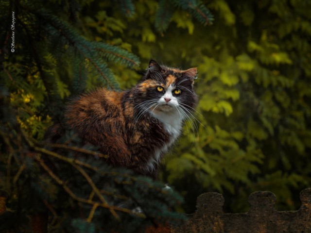 Котовторник