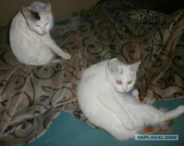 Котовторник!