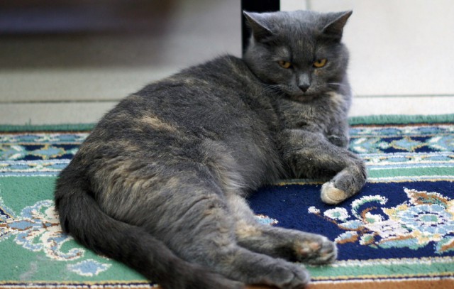 Котовторник 9.01.2018