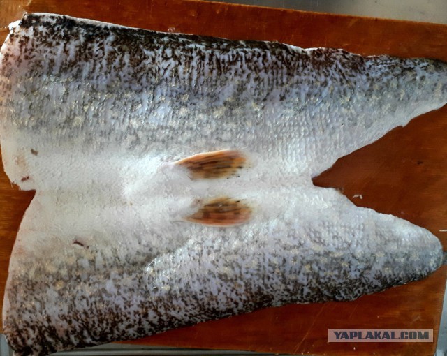 ЯПКулинарии 12 лет