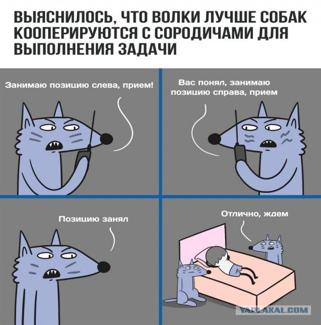 Работа, работа уйди на Федота, с Федота на Нинку, а ты смотри картинки!
