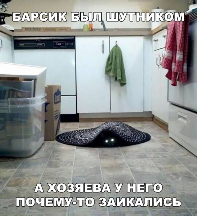 Кот без прикрас