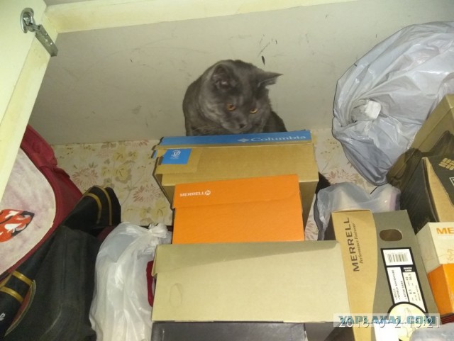 Котовторник 05.06.2018