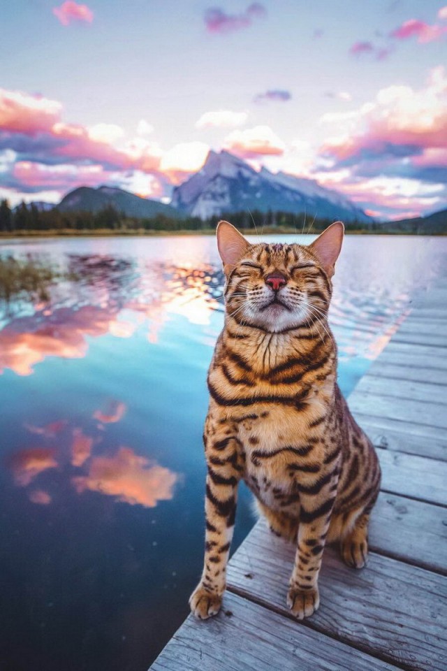 Прикольных котов пост