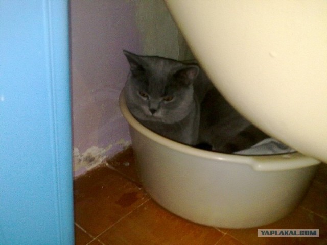 Котовторник. А как же?!