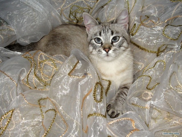 Котовторник, для любителей кошек