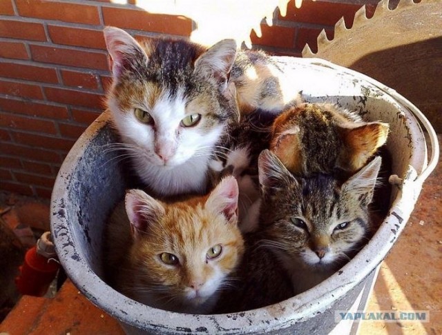Котовторник: Кошки и ягнёнок
