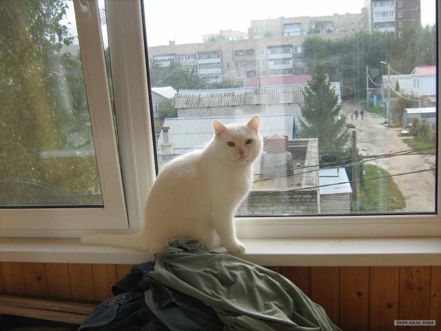 Профессиональный котовторник