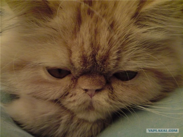 Первый котовторник октября
