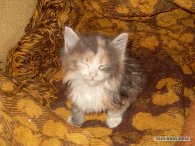 Котовторник так котовторник!