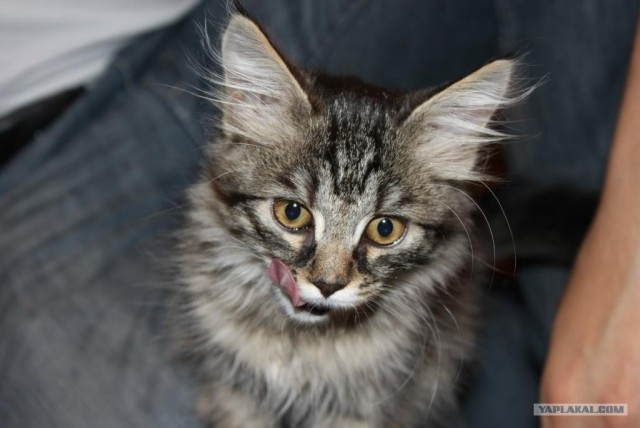 Котовторник (24. 01. 2012 )
