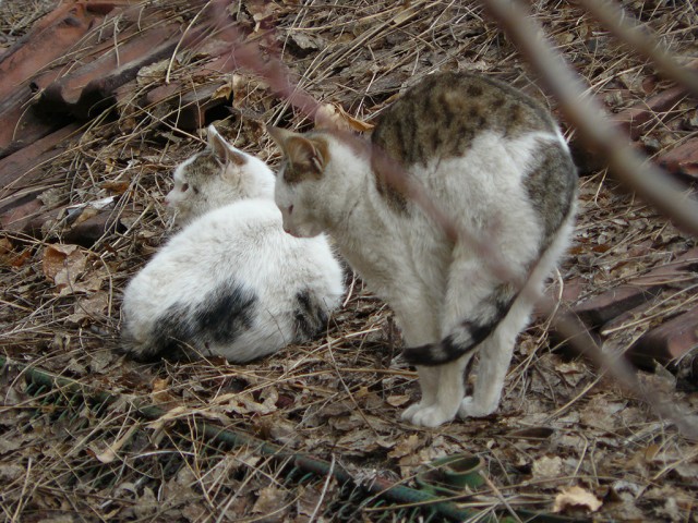 КОТОВТОРНИК (6.03.2012)