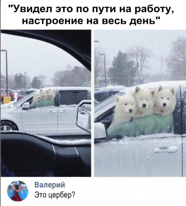 Милые животные. Мимиметр сломался