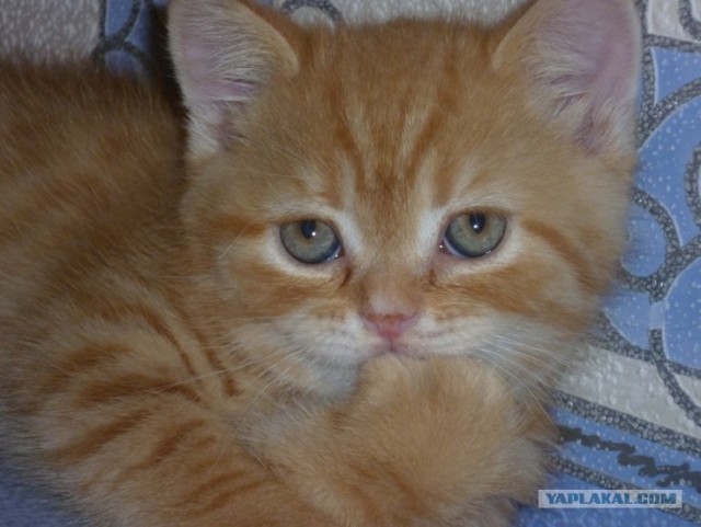 Котовторник 1 мая 2012