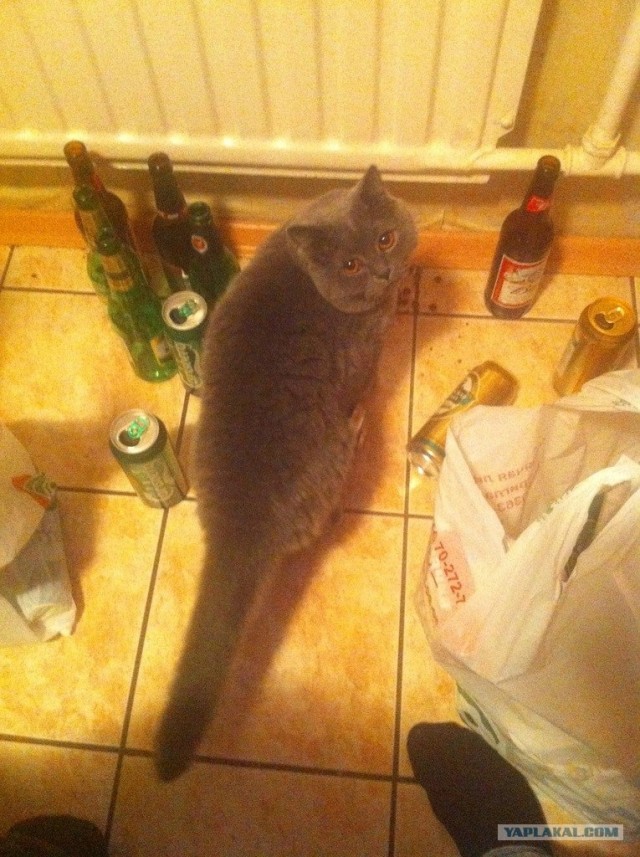 Котовторник 22.05.2012