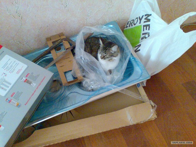 Котовторник 07.08.2012