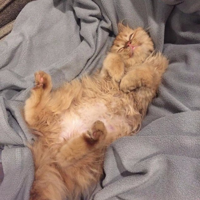 Прикольных котов пост