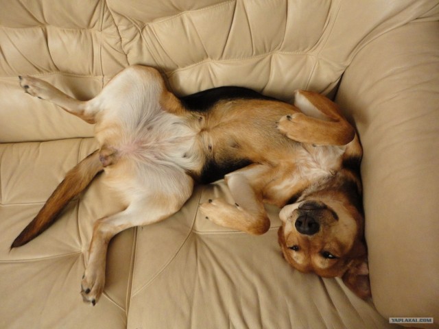 Крошка, иди ко мне