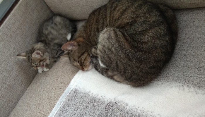С Днём кошки!