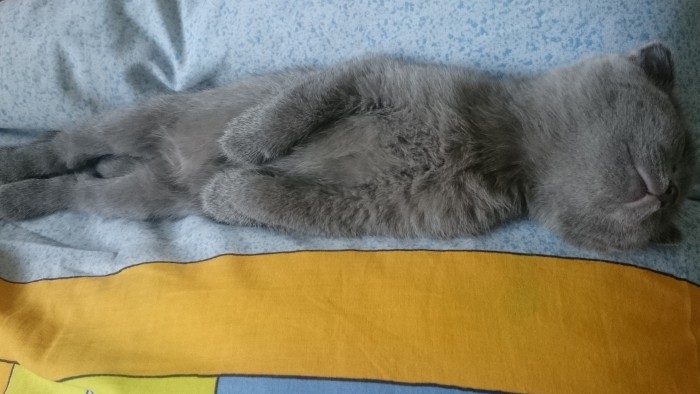 Кошки, которые заснули в самых невообразимых позах