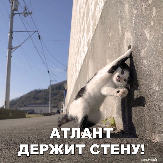 Забавные фото котеек