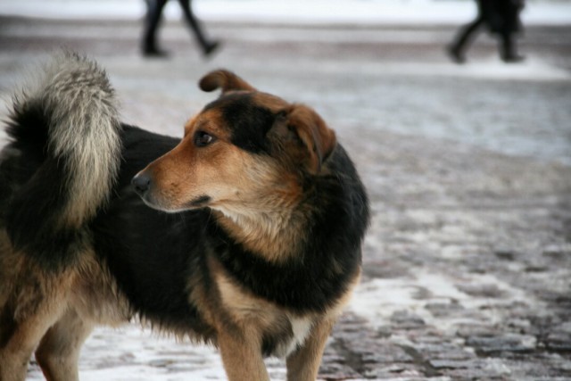 Живность из сети