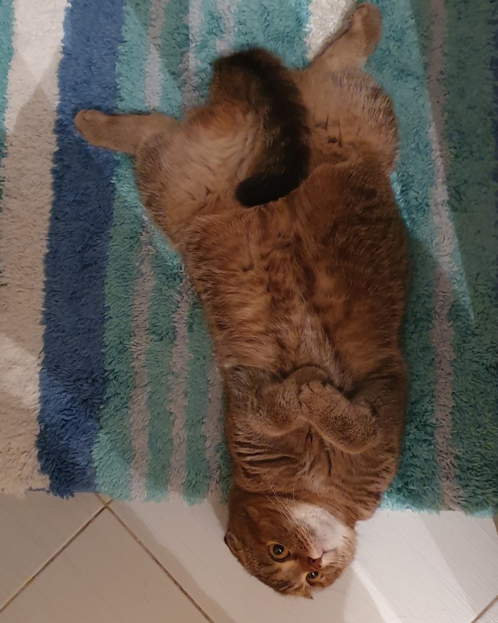 ЯП в кошках