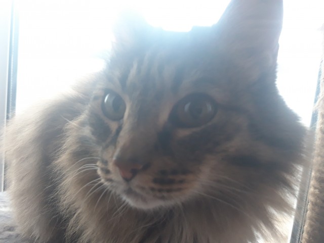 ̶К̶о̶р̶о̶н̶  Котовторник!