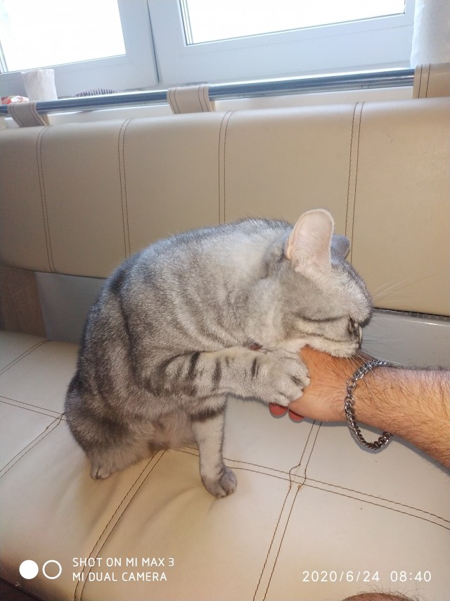 Кот и живот