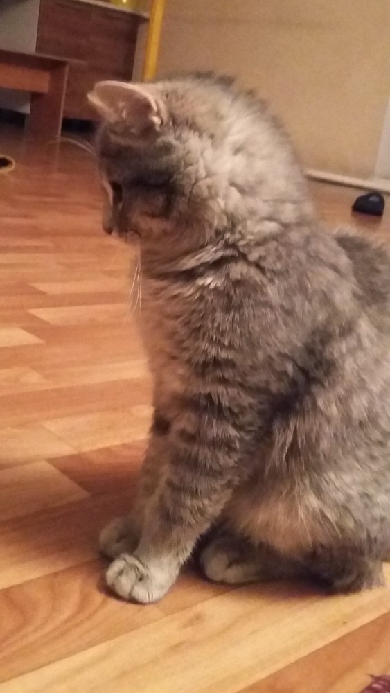 Опять эти котовые...