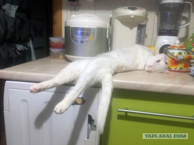 Котовторник. Наша собственная банда