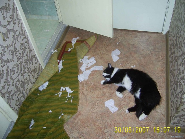 Кот-шредер - уничтожитель бумаги
