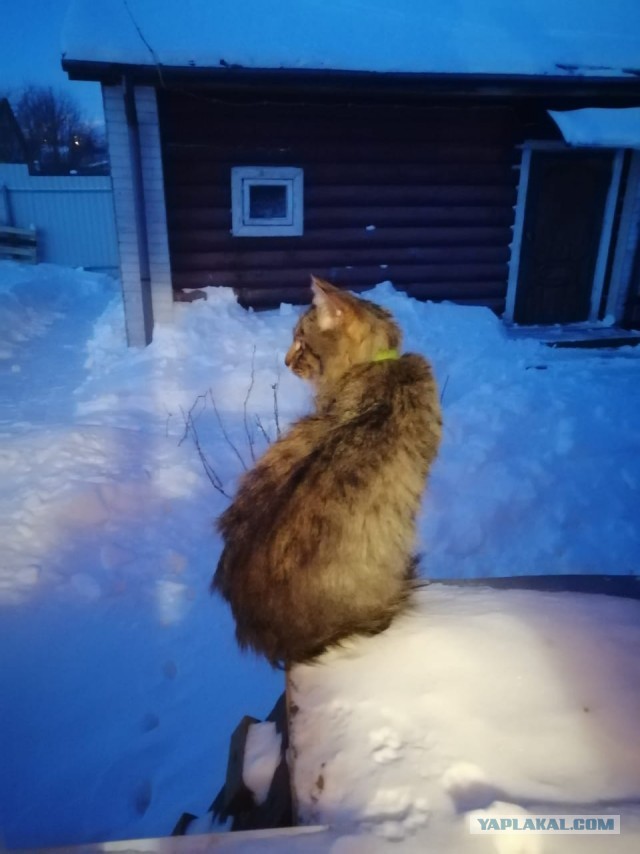 Котовторнику быть!