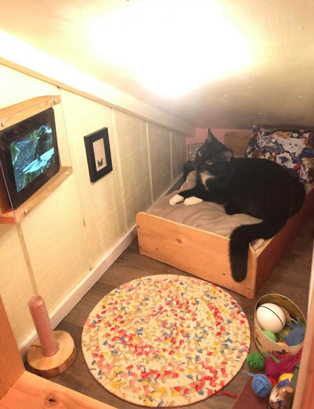 Котовторник же!