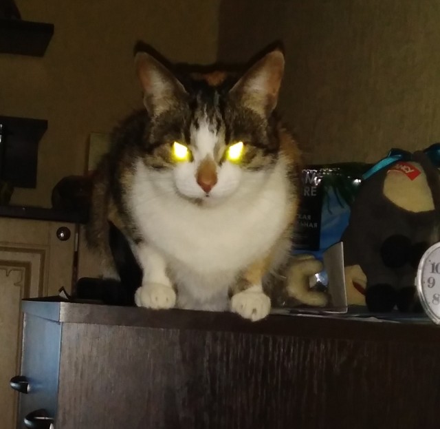 Вторник. Кото-вторник...