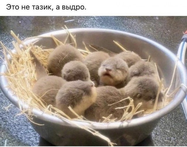Юмор и прикольные картинки