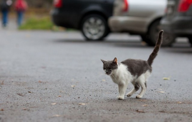 Котовторник 05.10.21 г
