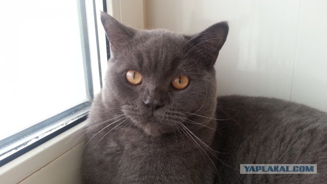 Котовторнику быть