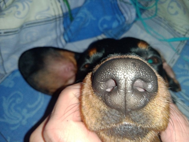 Нос