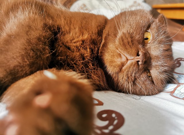 Котовторник