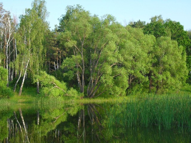 Умиротворённости пост