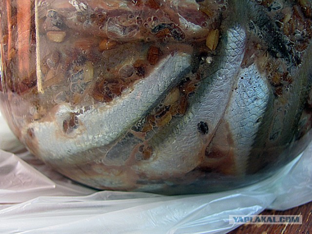 Десять самых отвратительных продуктов, которые едят люди ‒ гастрономический мазохизм