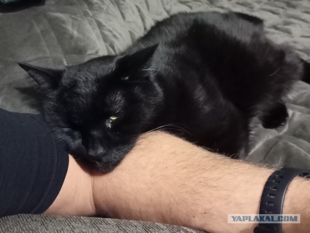 Шерстяной котовторник. Октябрь 2022