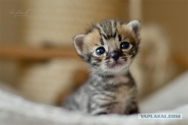 Котовторник  19.03.2013