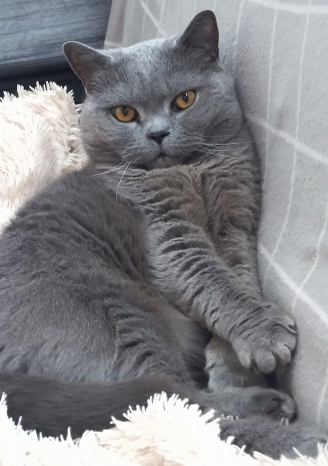 Коточетверг!